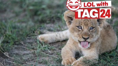 Daily Joke: Animal Humor for July 14, 2025