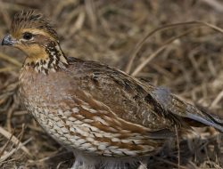 Tennessee’s Vanishing State Bird Signals Wildlife Crisis