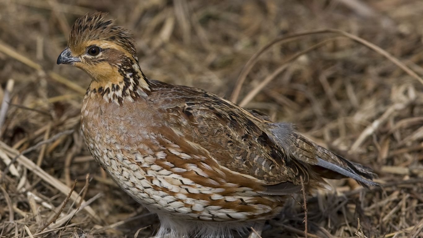Tennessee’s Vanishing State Bird Signals Wildlife Crisis