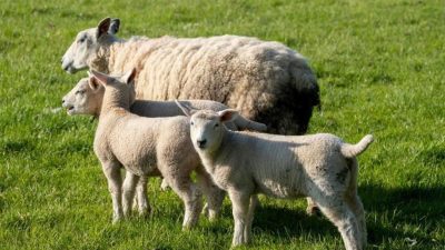 Rural heritage skills face extinction