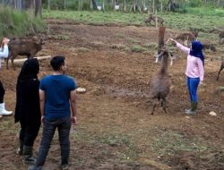 Kegagalan Ranca Upas Jadi Lokasi Festival Reggae