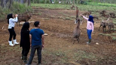 Kegagalan Ranca Upas Jadi Lokasi Festival Reggae