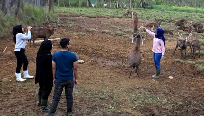 Kegagalan Ranca Upas Jadi Lokasi Festival Reggae