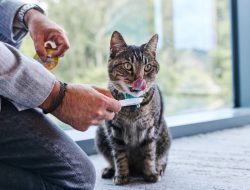 Inside Operation ‘Cattitude’: A Pet Food Giant’s Quest to Decode Cats Inside Operation ‘Cattitude’: A Pet Food Giant’s Quest to Decode Cats