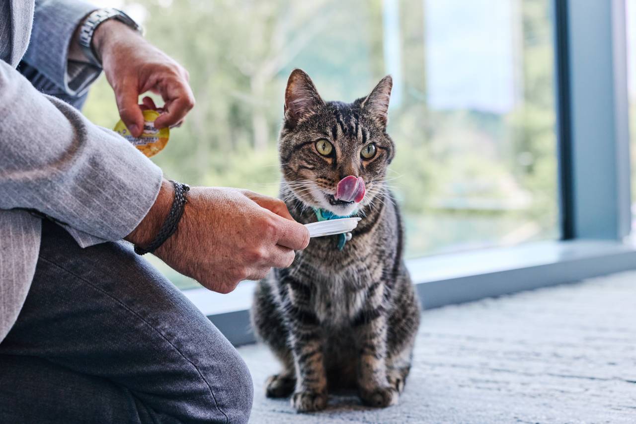 Inside Operation ‘Cattitude’: A Pet Food Giant’s Quest to Decode Cats