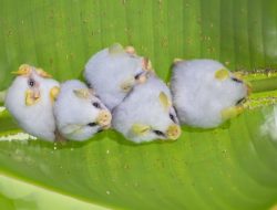 Meet Nature’s Fluffy Flyers: The Cutest Bats Revealed Meet Nature’s Fluffy Flyers: The Cutest Bats Revealed