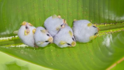 Meet Nature’s Fluffy Flyers: The Cutest Bats Revealed