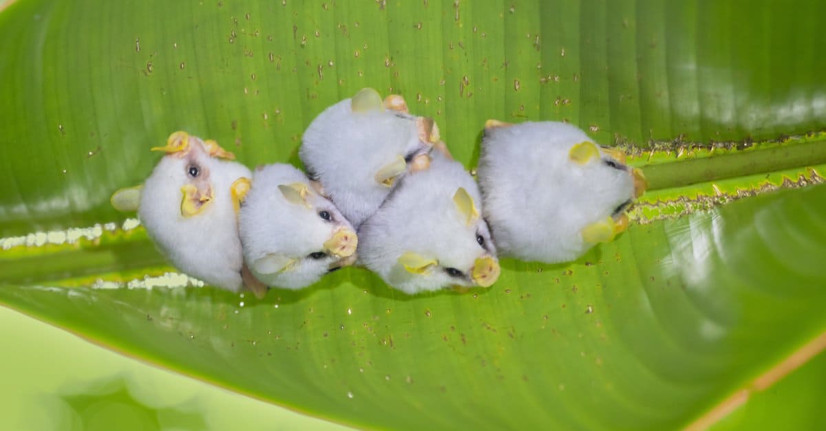 Meet Nature’s Fluffy Flyers: The Cutest Bats Revealed