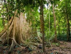 3 Taman Nasional Thailand di Film Jurassic World: Rebirth
