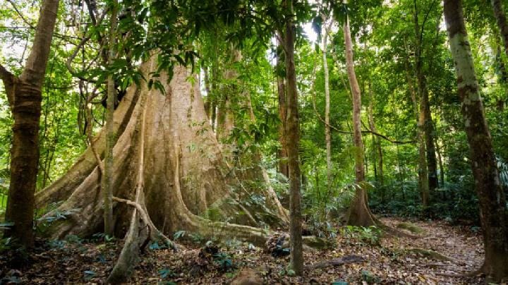 3 Taman Nasional Thailand di Film Jurassic World: Rebirth
