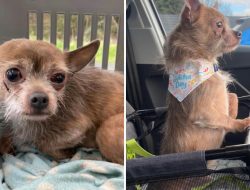 Woman Rescues Sick Chihuahua in Crate, Acts with Compassion Woman Rescues Sick Chihuahua in Crate, Acts with Compassion