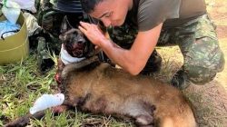 Dog loses leg in bomb blast, hailed for saving lives