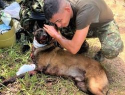 Dog loses leg in bomb blast, hailed for saving lives Dog loses leg in bomb blast, hailed for saving lives