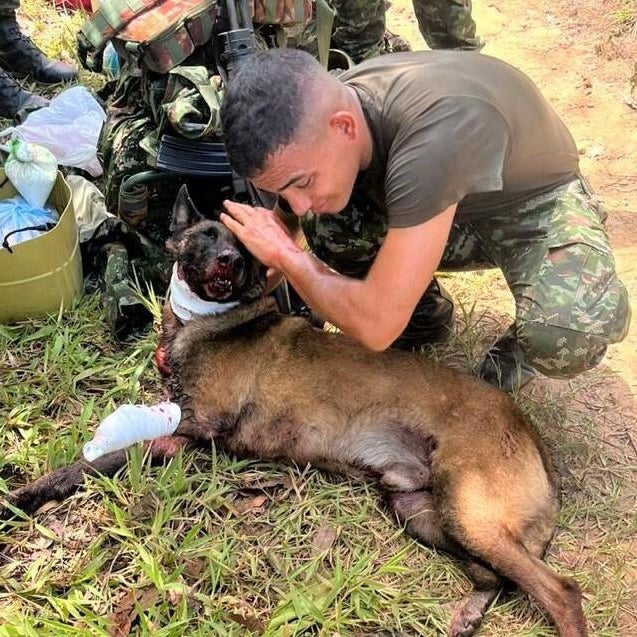Dog loses leg in bomb blast, hailed for saving lives