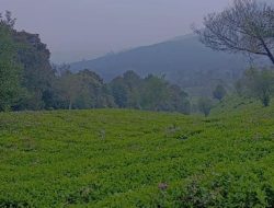 Kebun Teh Sukawana: Petualangan Trekking, Berkemah, dan Off-Road Kebun Teh Sukawana: Petualangan Trekking, Berkemah, dan Off-Road