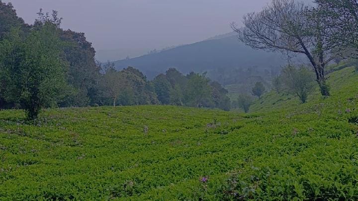 Kebun Teh Sukawana: Petualangan Trekking, Berkemah, dan Off-Road