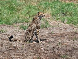 8-Year-Old Namibian Cheetah Nabha Dies After Injury