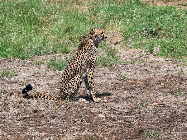 8-Year-Old Namibian Cheetah Nabha Dies After Injury