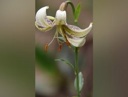 Uttarakhand Forests Revive Endangered Plants in Natural Habitats
