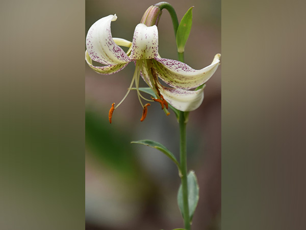 Uttarakhand Forests Revive Endangered Plants in Natural Habitats