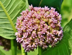 Butterfly Host Plant Truths and Misconceptions