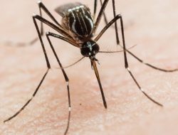 More Mosquitoes Test Positive for West Nile in Allegheny County