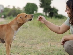 Dogs Sniff Out Parkinson’s Disease By Its Unique Scent Dogs Sniff Out Parkinson’s Disease By Its Unique Scent