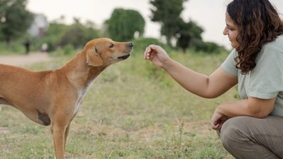 Dogs Sniff Out Parkinson’s Disease By Its Unique Scent
