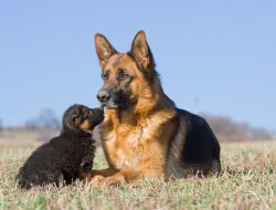German Shepherd Reunites With Sick Puppy, Touching Hearts Worldwide German Shepherd Reunites With Sick Puppy, Touching Hearts Worldwide
