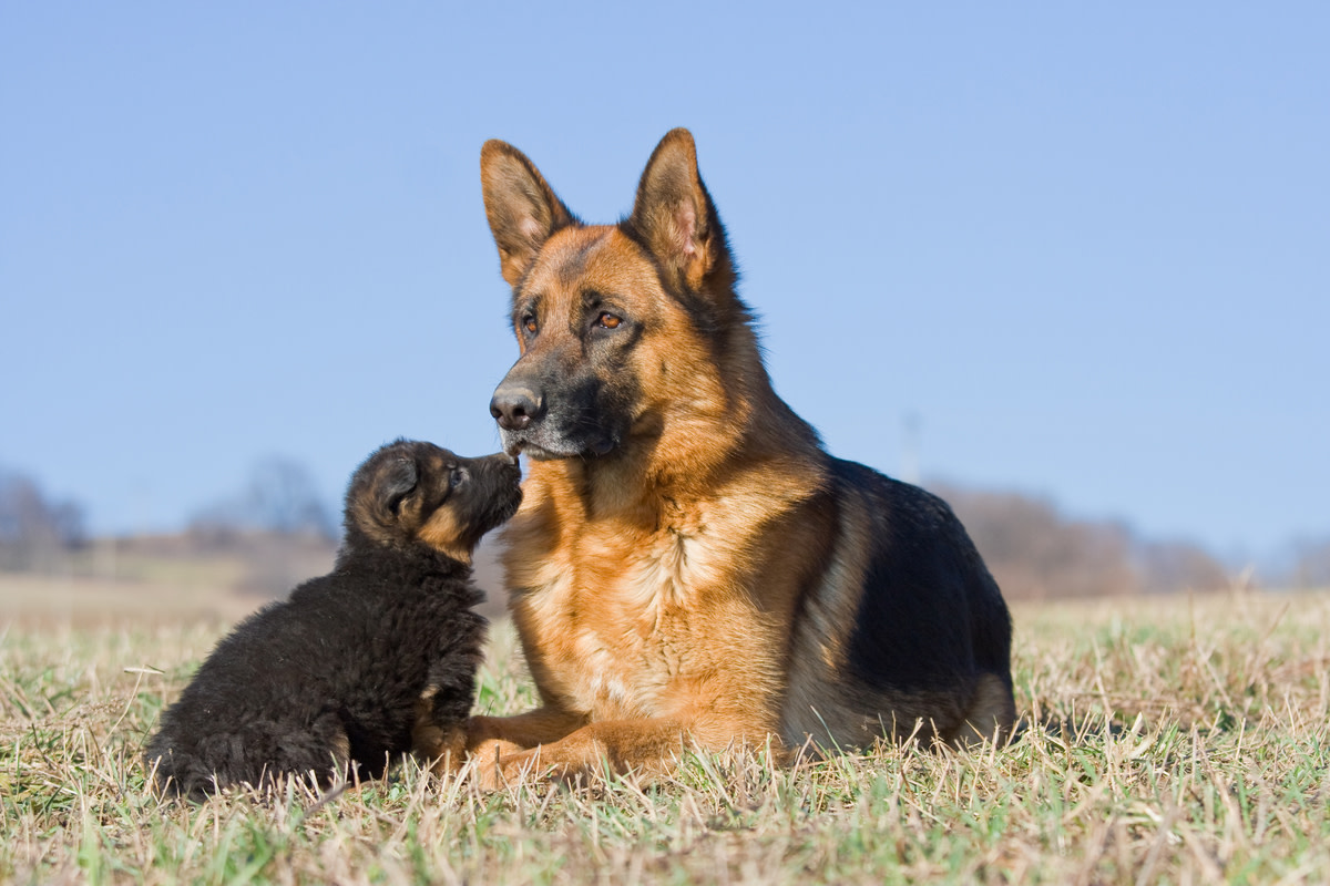 German Shepherd Reunites With Sick Puppy, Touching Hearts Worldwide