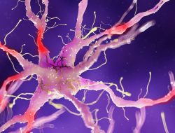 From Nerves to Bones: The Impact of Diabetes on the Skeleton From Nerves to Bones: The Impact of Diabetes on the Skeleton