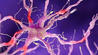 From Nerves to Bones: The Impact of Diabetes on the Skeleton