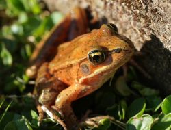 Scientists Revive Endangered Frog in Santa Monica Mountains