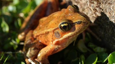 Scientists Revive Endangered Frog in Santa Monica Mountains