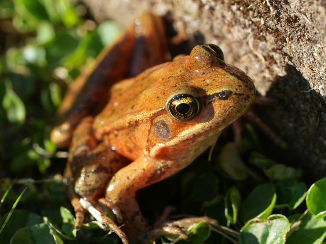 Scientists Revive Endangered Frog in Santa Monica Mountains