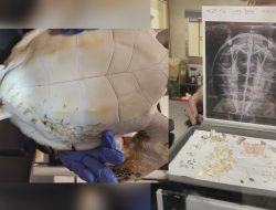 Aquarium Uses Sea Turtle Plastic to Spread Vital Message
