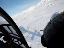 The shocking science behind polar bear encounters