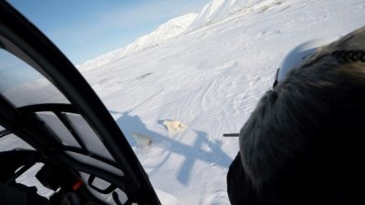 The shocking science behind polar bear encounters