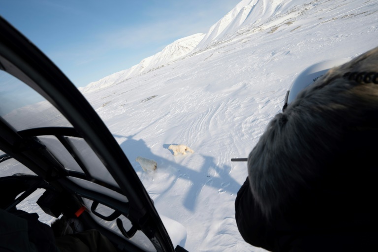 The shocking science behind polar bear encounters