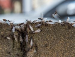 Windows urged closed as flying ants season kicks off this week Windows urged closed as flying ants season kicks off this week