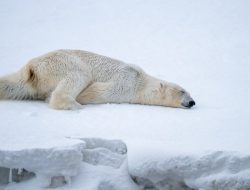 Scientists Uncover Shocking Truth by Equipping Polar Bears with GoPro Cameras in the Arctic