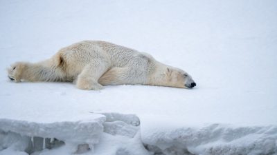 Scientists Uncover Shocking Truth by Equipping Polar Bears with GoPro Cameras in the Arctic