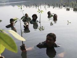 60 Persen Mangrove Dunia Rusak, Tanam 300 Pohon Bersama Pelanggan untuk Lindungi Ekosistem Pesisir
