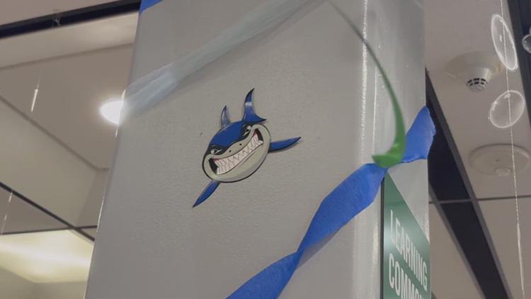 Shark Week Begins at TAMU-CC