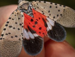 Spotted Lanternfly Surge in DMV, Expert Warns