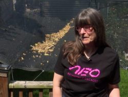 Chicago Woman Frustrated by Rotten Berries from Neighbor’s Tree