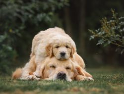 Golden Retriever’s Cozy Spot on Her Sister’s Back Wins Our Hearts