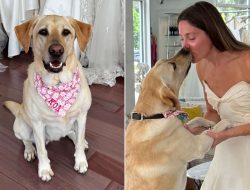 Dying Dog Joins Owner on Emotional Wedding Dress Shopping Journey