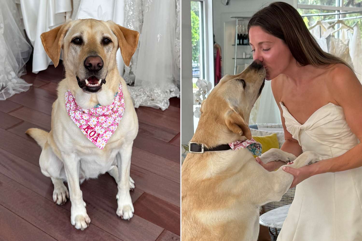 Dying Dog Joins Owner on Emotional Wedding Dress Shopping Journey