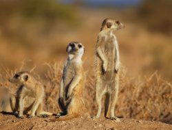 The surprising complexity of mammal movement today The surprising complexity of mammal movement today